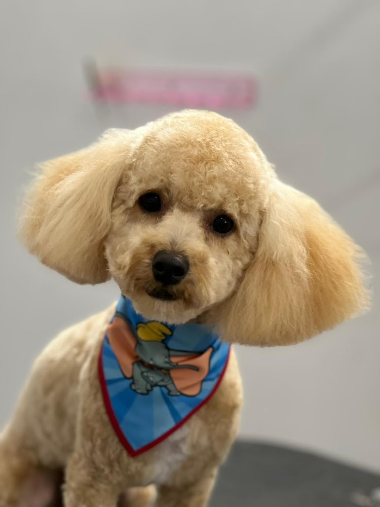Brooklyn Pet Spa photo 2